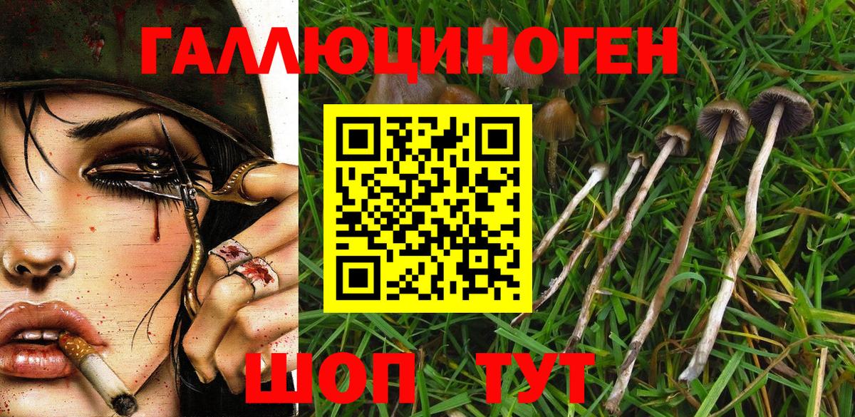 Псилоцибиновые грибы Cubensis Истра